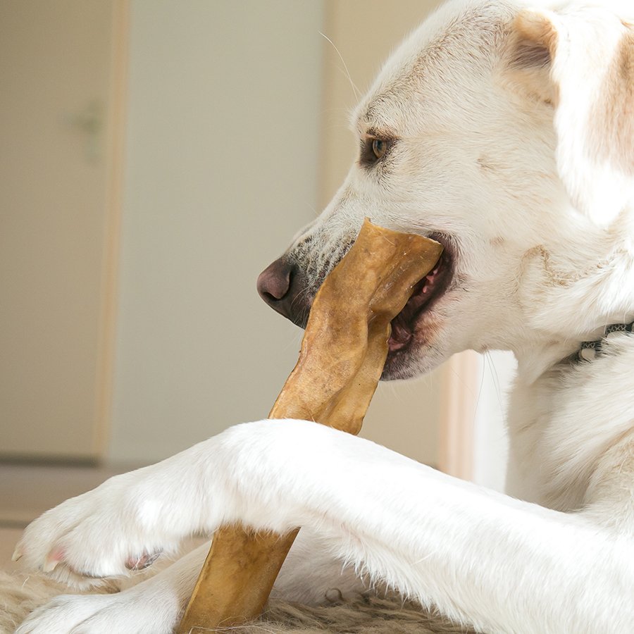 Hond die kauwt op een natuurlijke hondensnack
