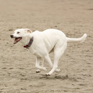 Blije hond die rent en speelt buiten