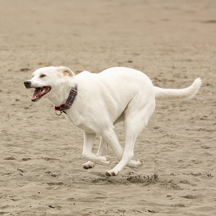 Blije hond die rent en speelt buiten