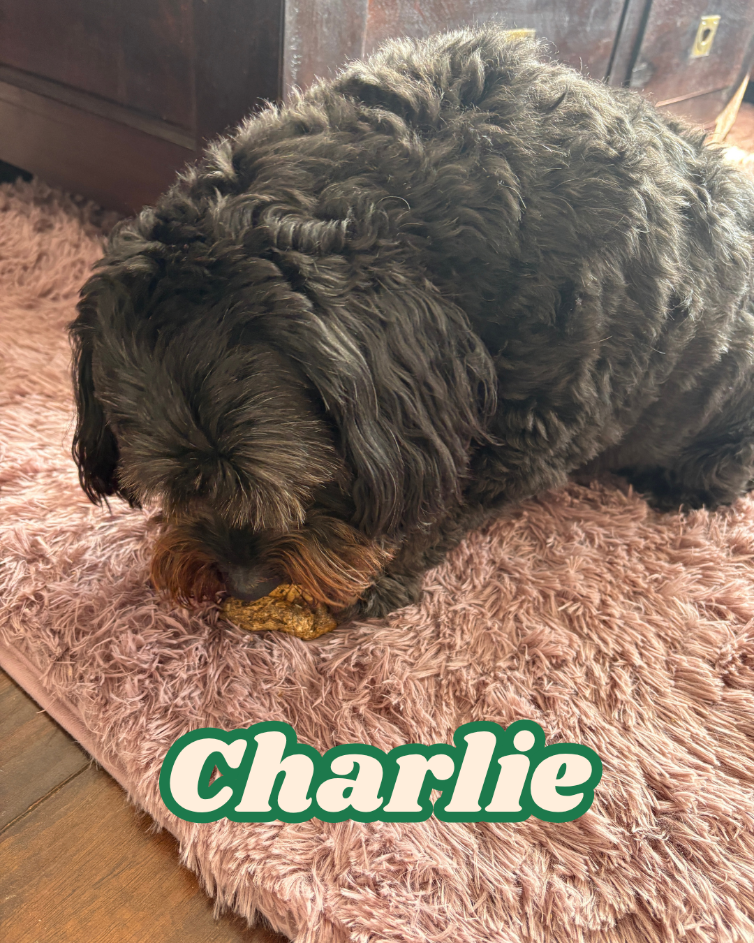 Charlie eet natuurlijke hondensnack van SnackNatuurlijk