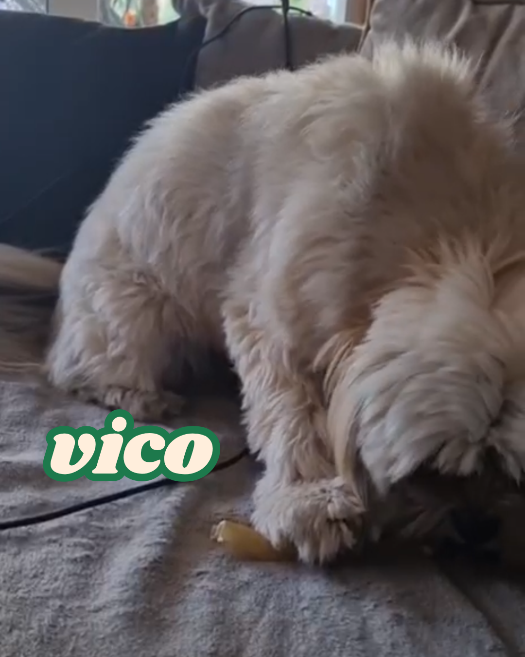 Witte fluffy hond geniet van natuurlijke hondensnack op de bank