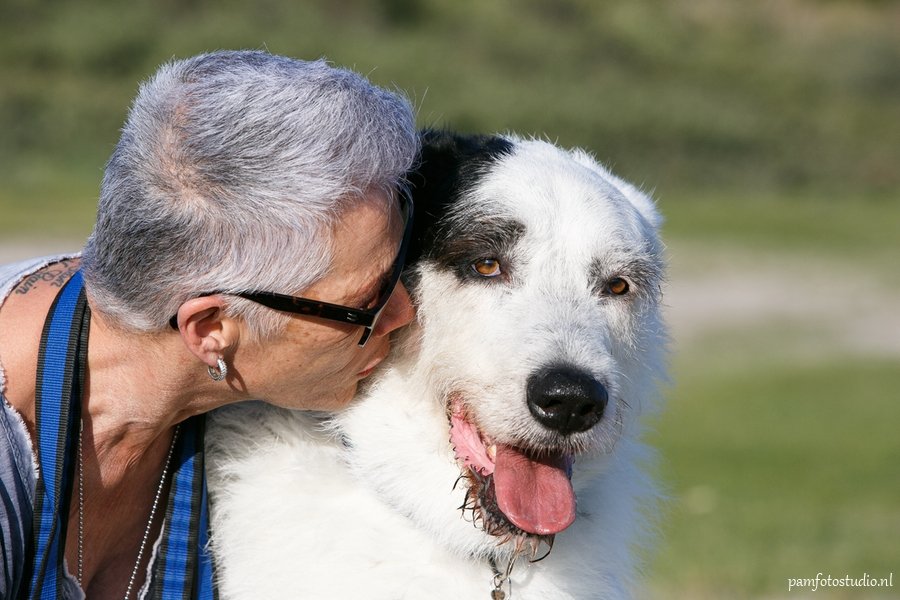Hond in de duinen van Hoek van Holland