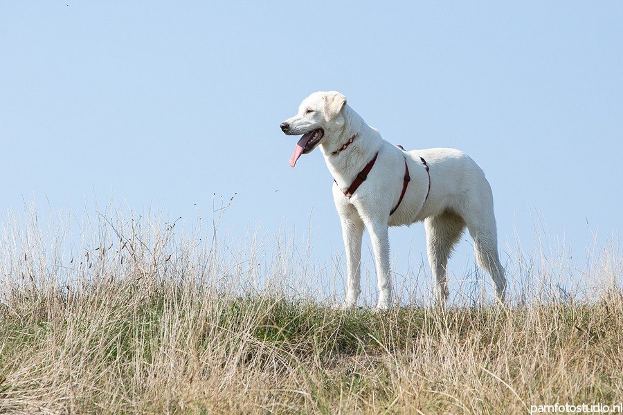 Professionele fotoshoot met hond in de duinen van Hoek van Holland